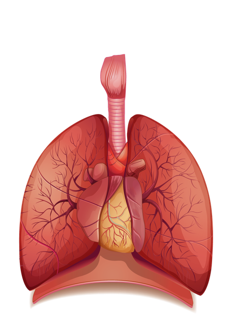 Lung Png Isolated Transparent Picture (chocolate, black, salmon)