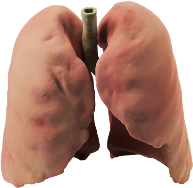 Lung Png Photo (silver, black, olive, salmon)