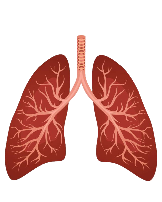 Lung Png Photos (maroon, chocolate, black)