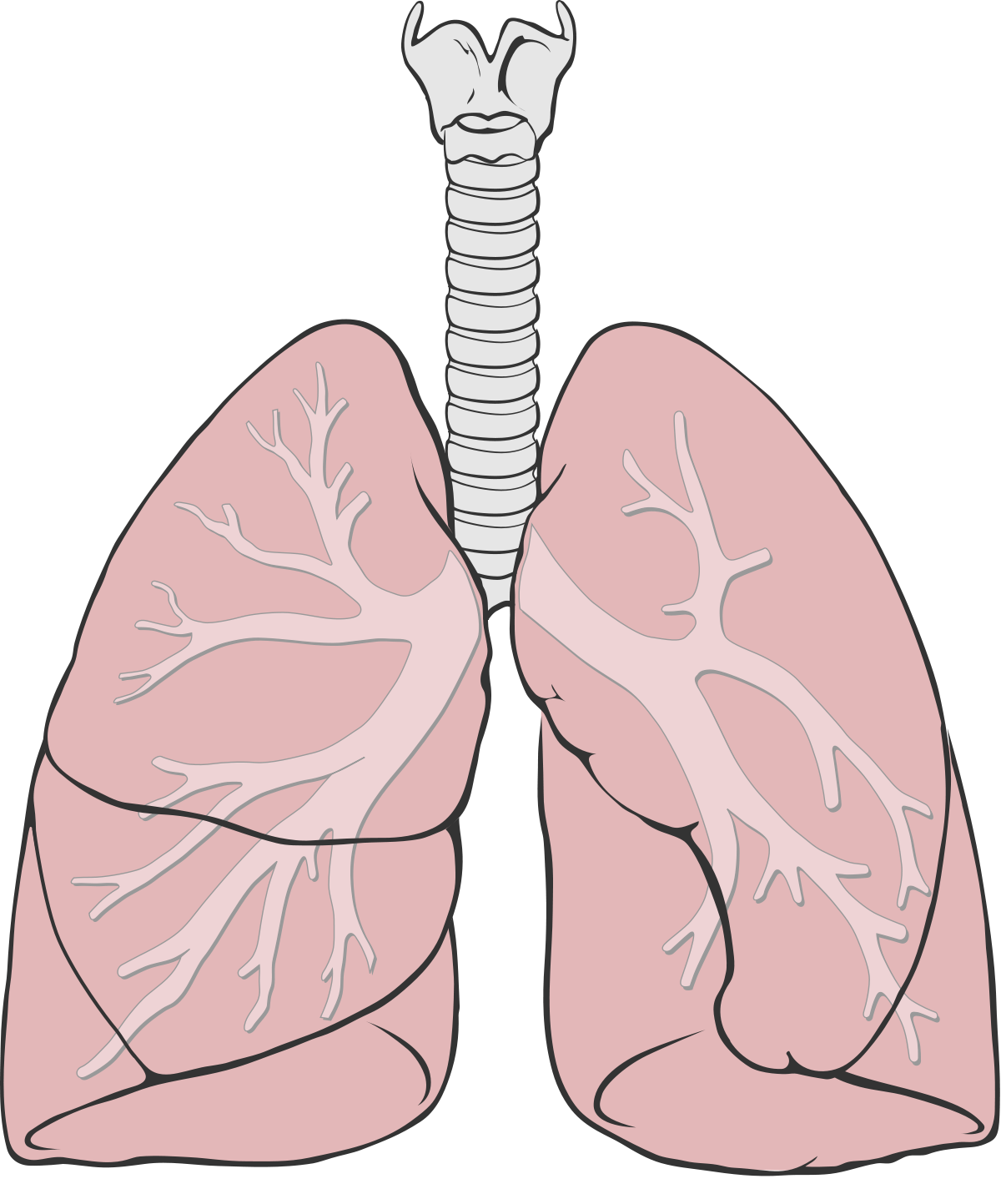 Lung Png Pic (silver, pink, black)