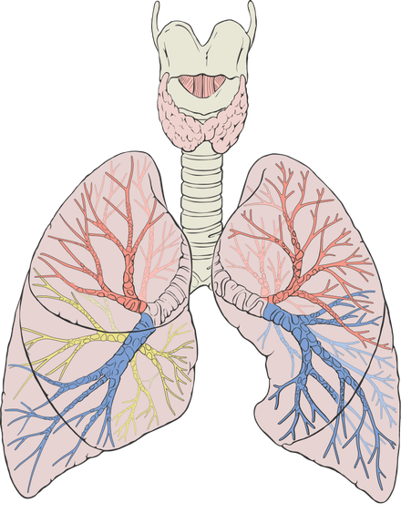 Lung Png Picture (beige, pink, black)