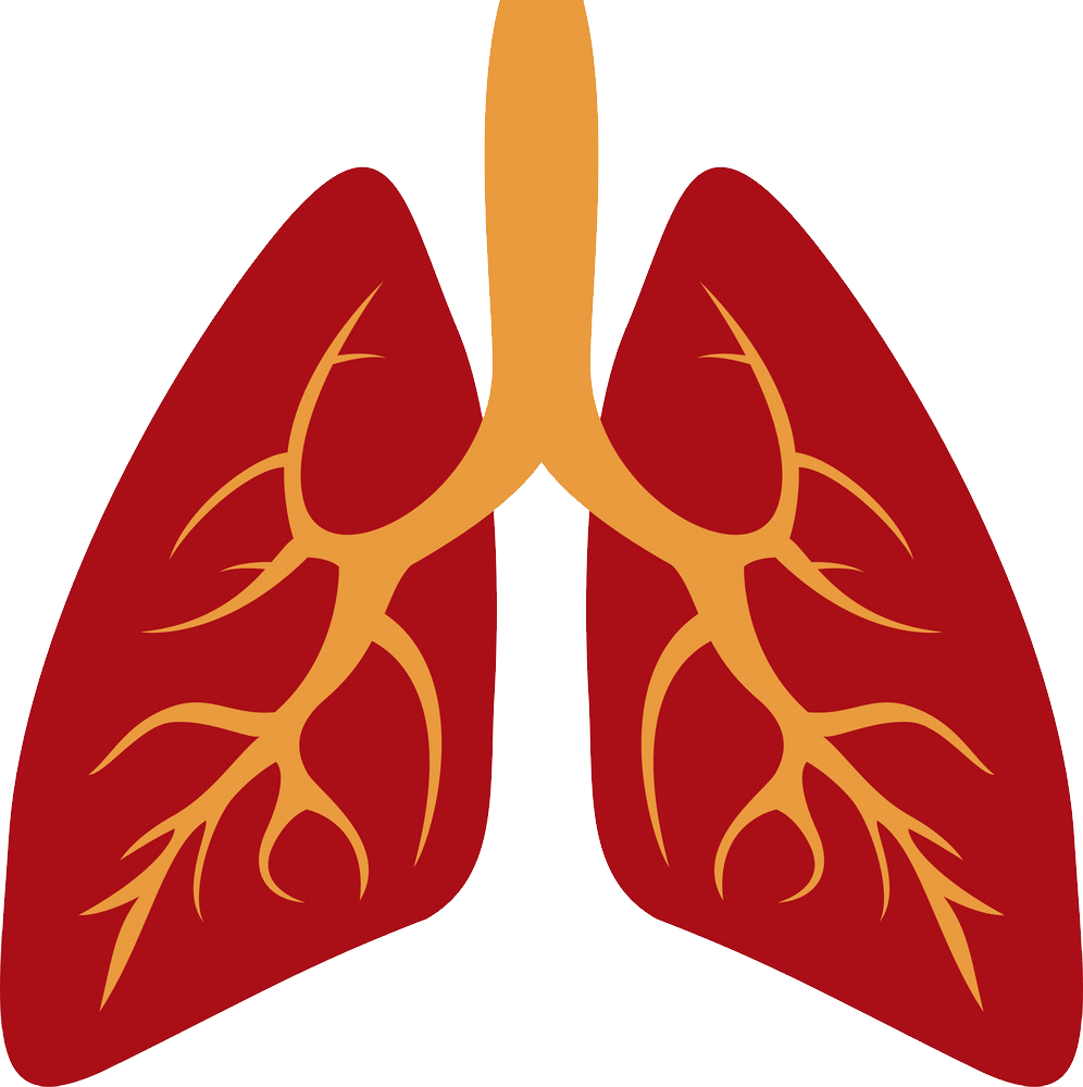 Lung Transparent Isolated Images Png (maroon, black, salmon)