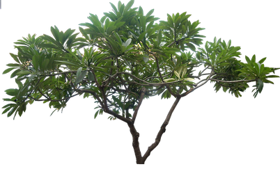 Jungle Tree Png Hd (green, black)