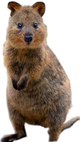 Quokka Png Clipart (olive, black, maroon)