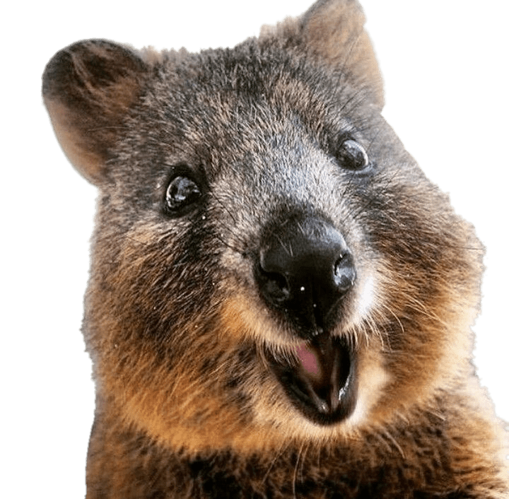 Quokka Png Isolated Hd (gray, black)