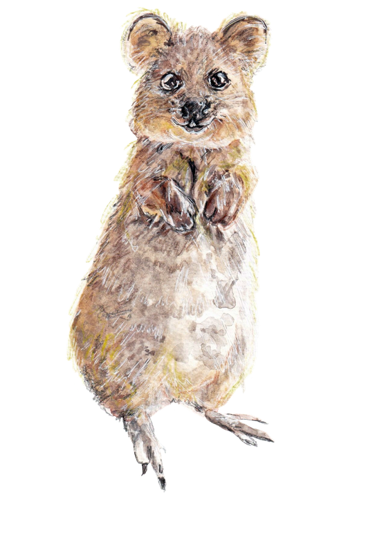 Quokka Png Photos (black)