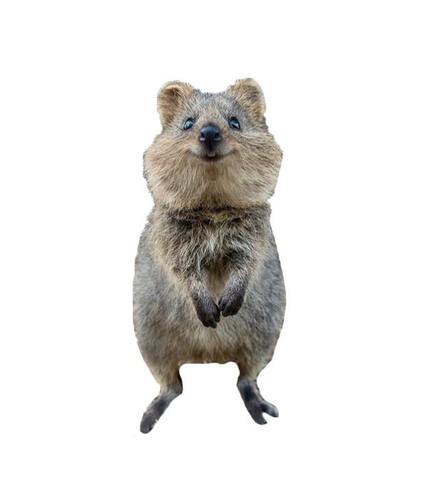 Quokka Png Pic (silver, gray, black)