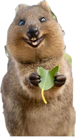 Quokka Png Transparent (gray, black)