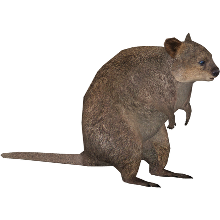 Quokka Png (gray, black)