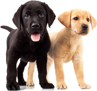 Puppies Download Png Image (black)