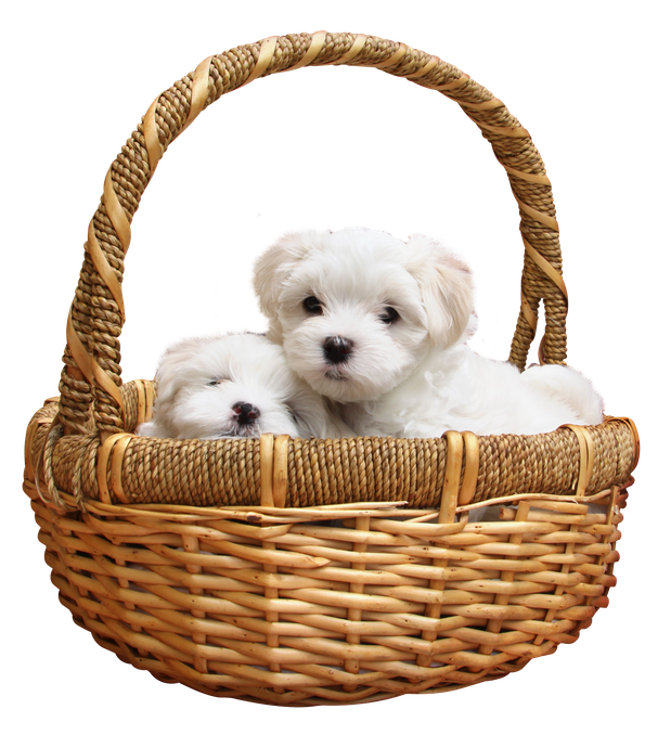 Puppies Png File (lavender, black)