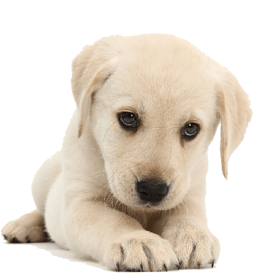 Puppies Png Free Download (gray)