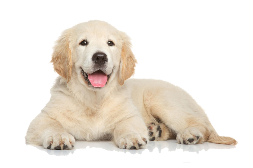 Puppies Png Isolated Image (silver, black)