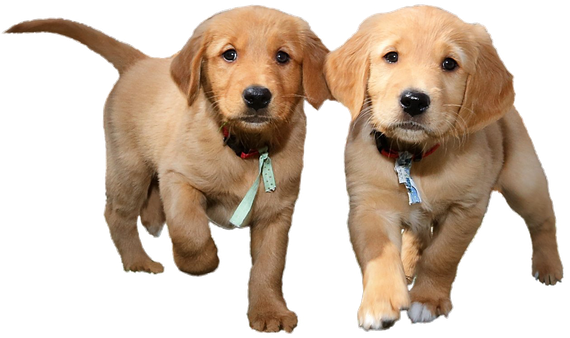 Puppies Png Isolated Pic (black)