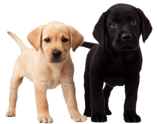 Puppies Png Photos (black)