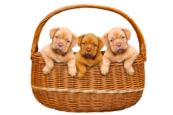 Puppies Png Pic (chocolate, pink, black)