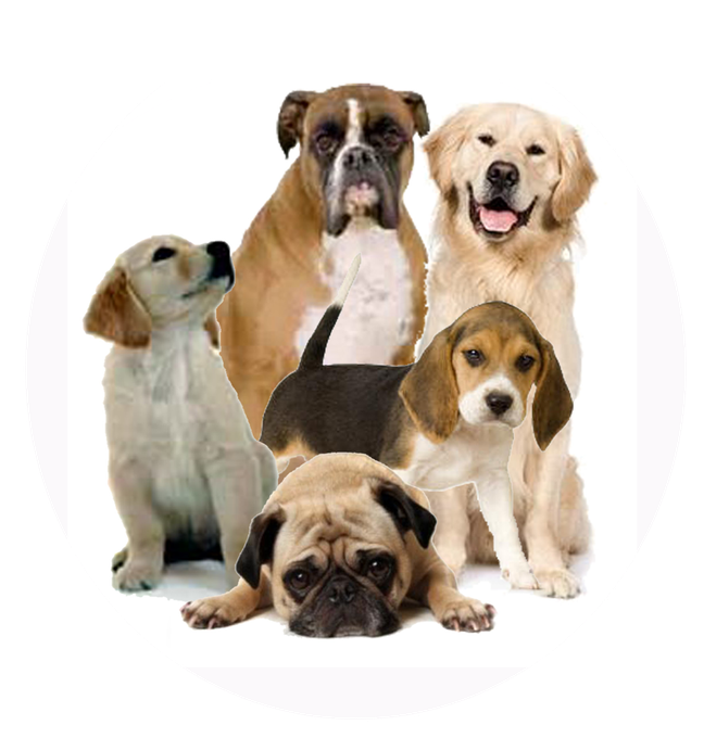 Puppies Png Picture (lavender, black, white)