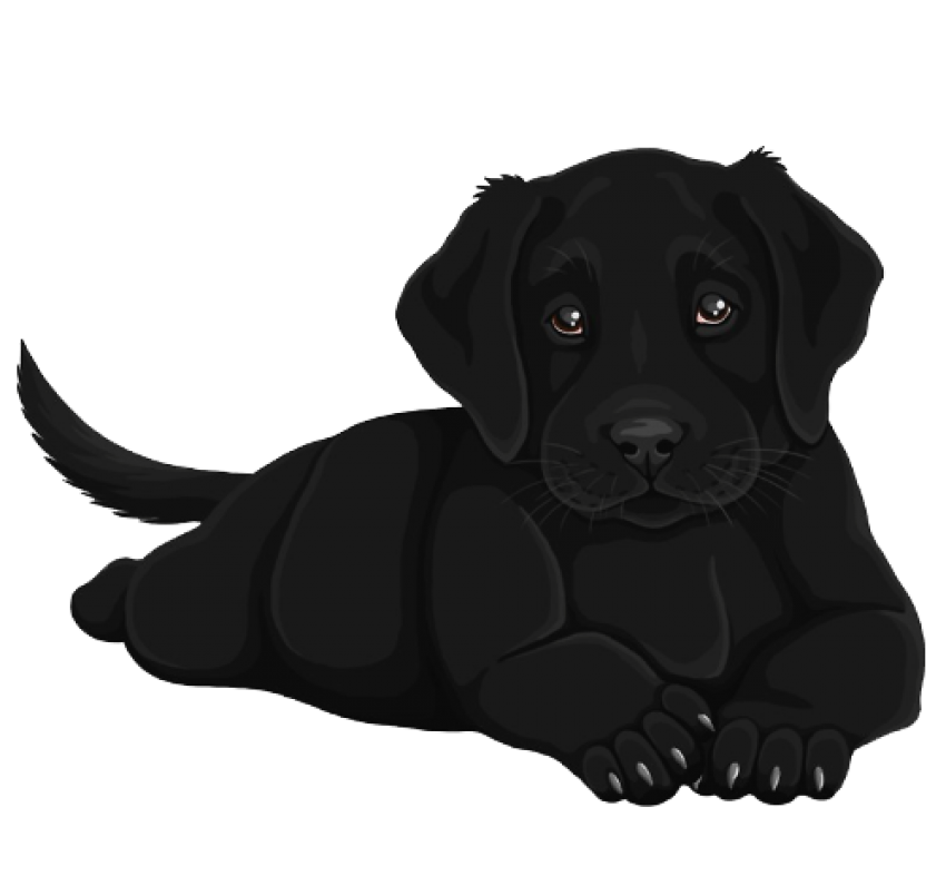 Puppy Black Labrador Dog Transparent Png (black)