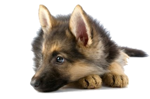 Puppy Dog Face Png Hd (salmon, black)