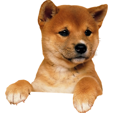 Puppy Png Image (olive, salmon, black)