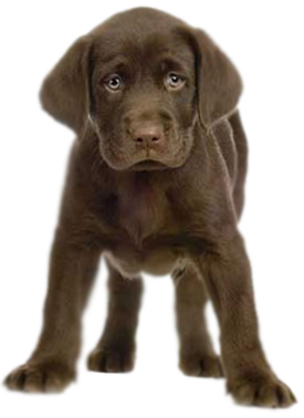 Puppy Transparent Png (olive, black, maroon)