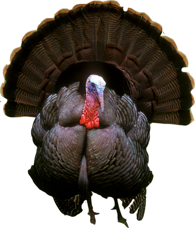 Turkey Png Photos (black)