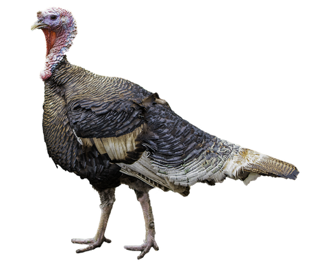 Turkeys Download Png Image (black)