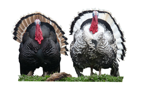 Turkeys Png Hd (black)