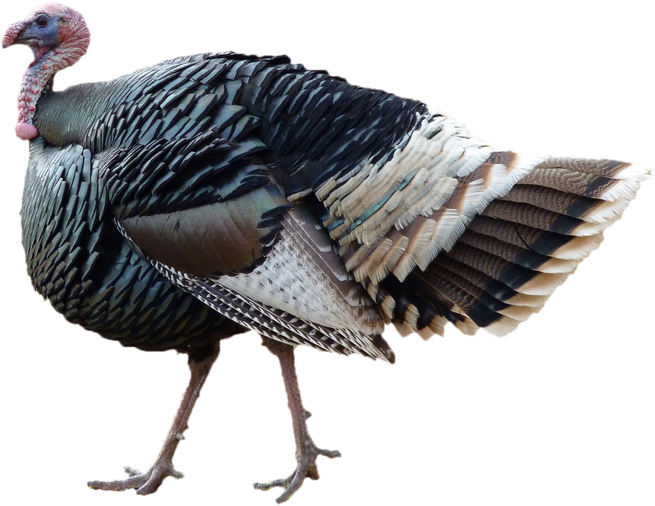 Turkeys Png Isolated Image (black)