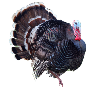 Turkeys Png Pic (black)