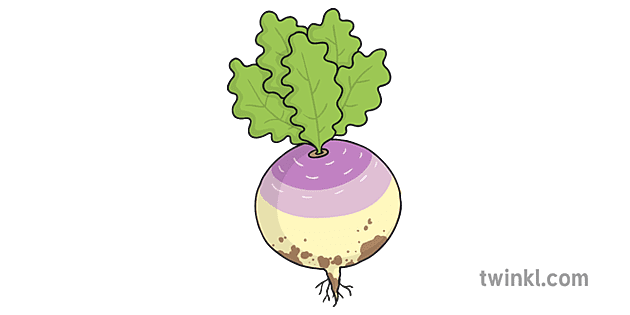 Turnip Png Photos (gray, pink, beige)