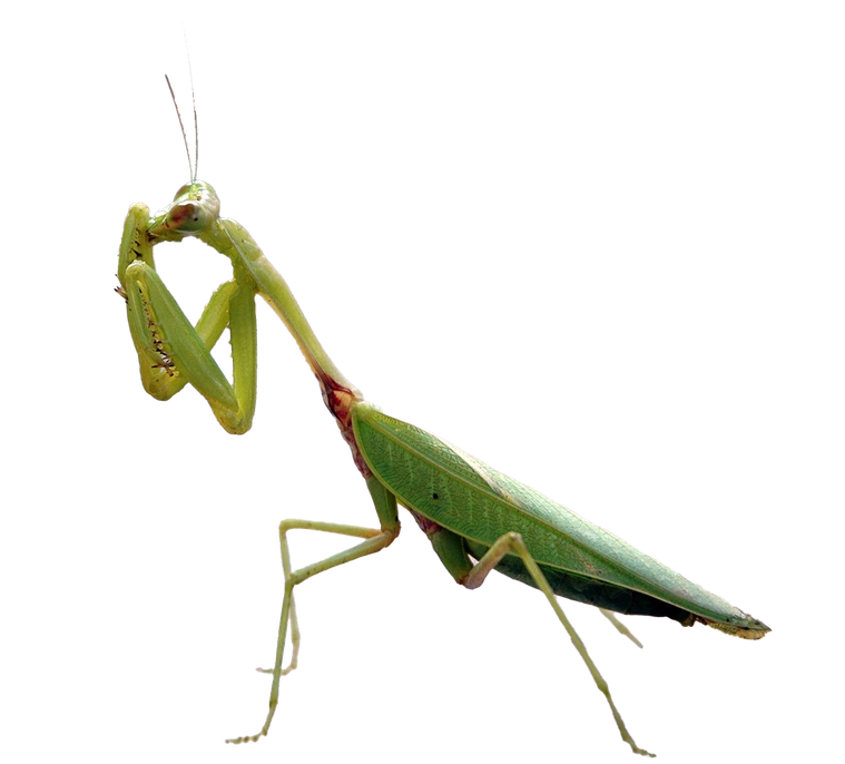 European Mantis Background Png (black)