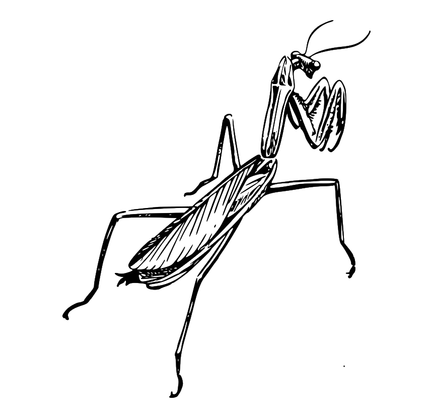 European Mantis Insect Png Clipart (white, lavender, gray, silver)