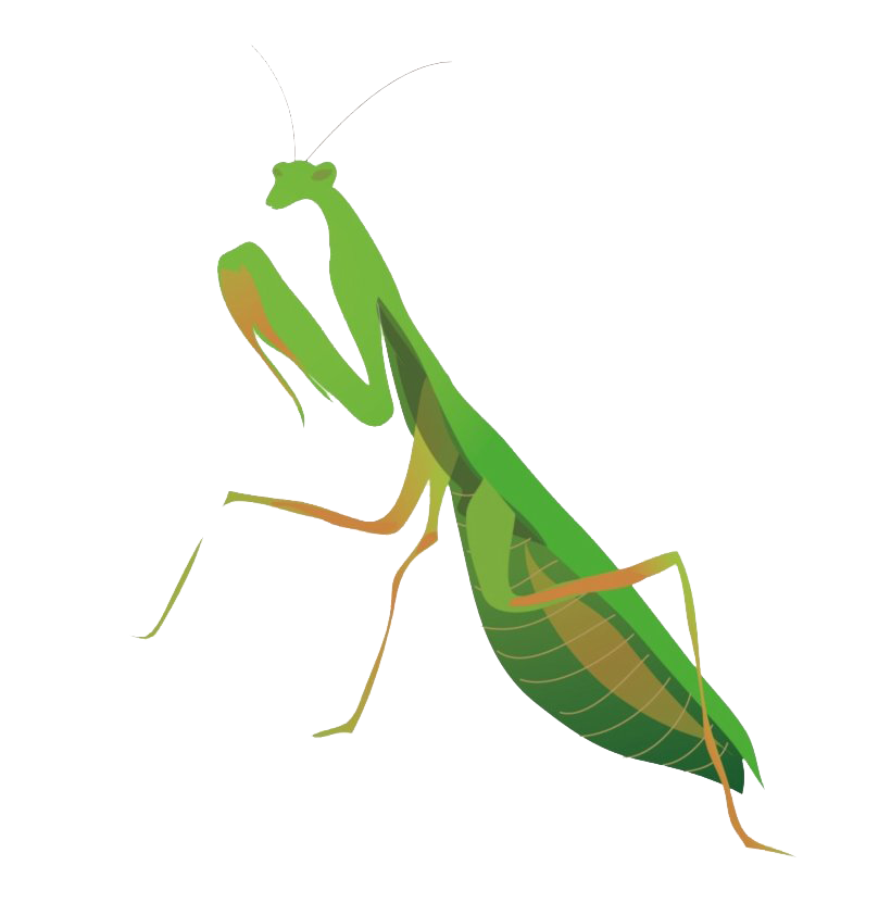 European Mantis Insect Png Image (white, olive)