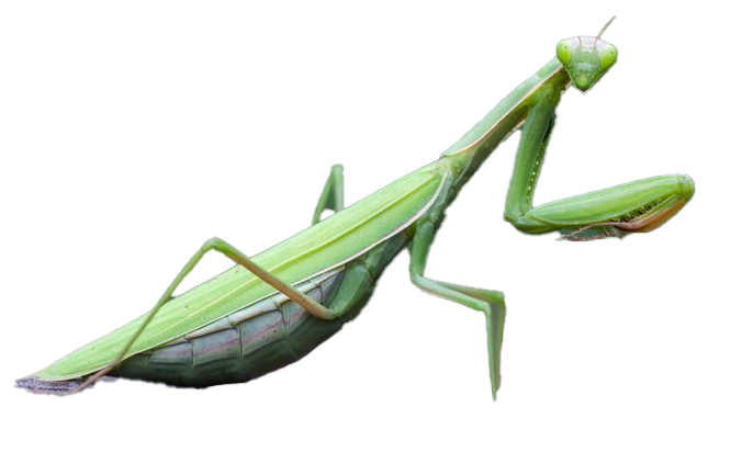 European Mantis Insect Png Photos (white, lavender)