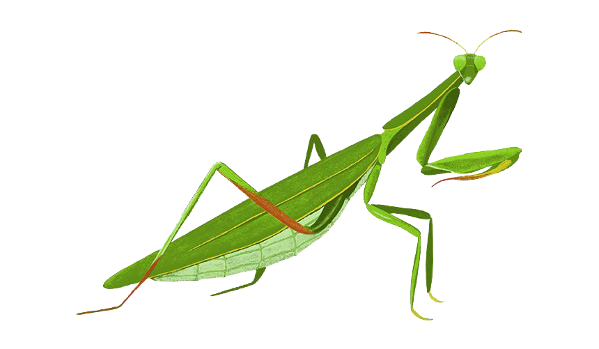 European Mantis Insect Png Transparent Image (white, olive, beige, silver)