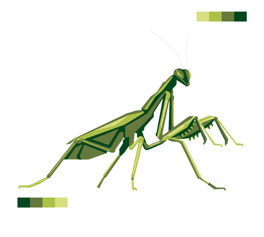 European Mantis Insect Transparent Png (white, olive)