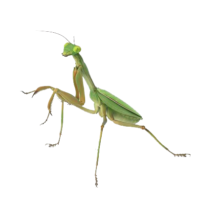 European Mantis Png Background Image (white)