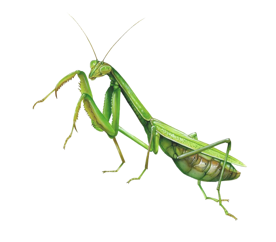 European Mantis Png Image (white)