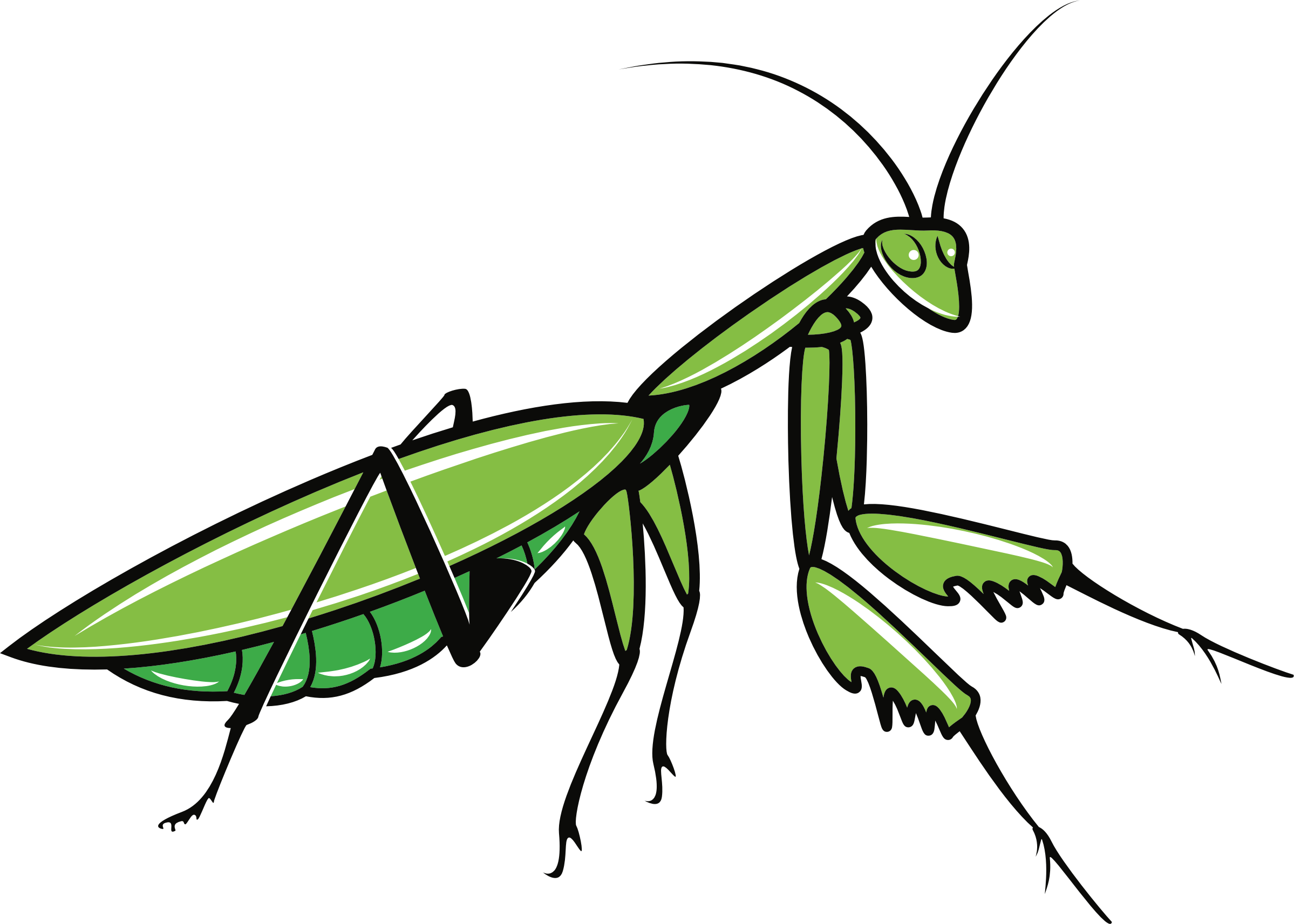 European Mantis Png Photo (gray, black)