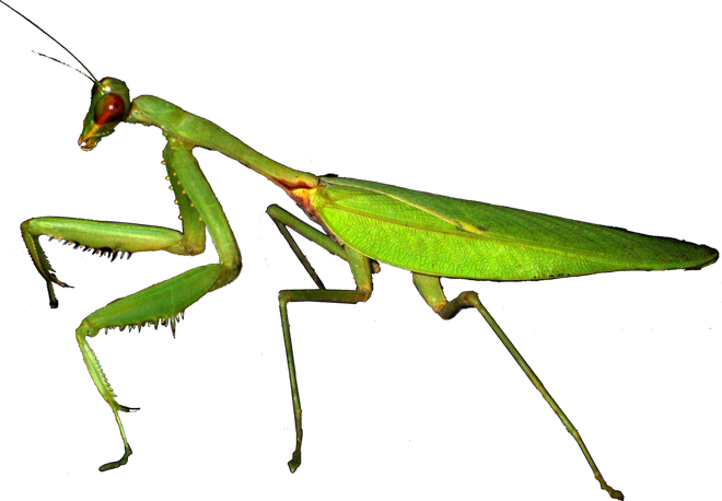 European Mantis Png Photos (black)