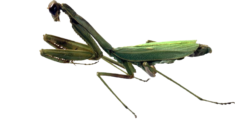 European Mantis Png Pic (white, lavender, beige)