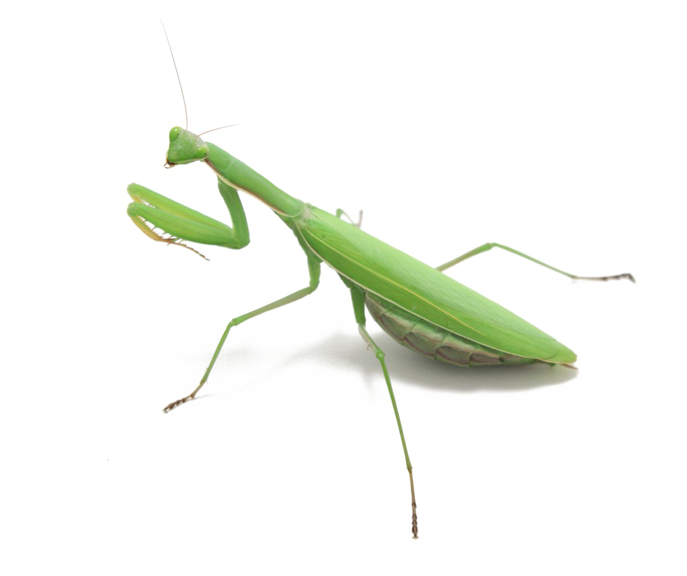 European Mantis Png Picture (white, black)