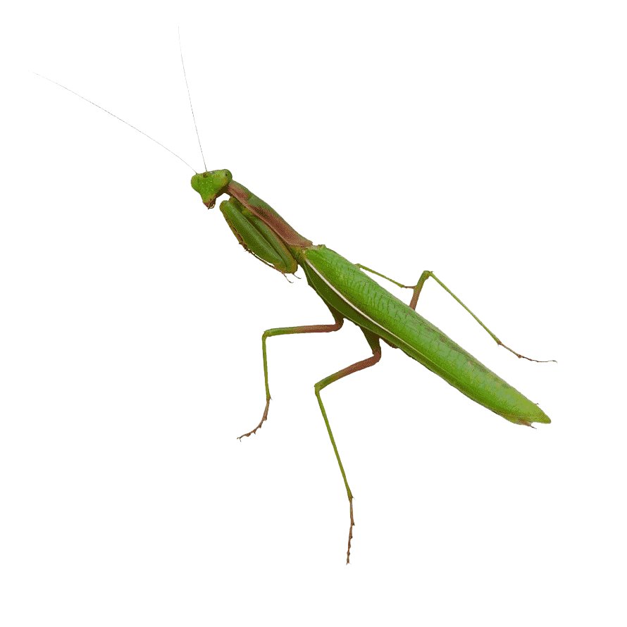 European Mantis Png Transparent Hd Photo (white)