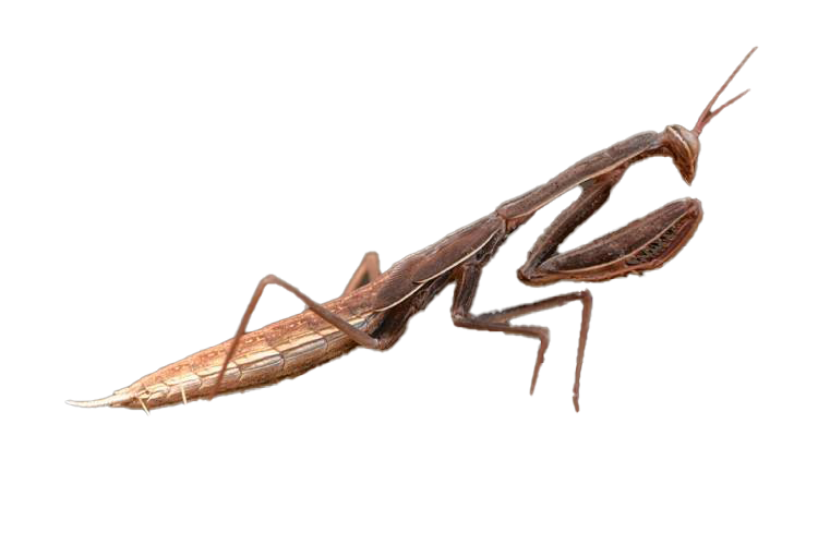 European Mantis Png Transparent Image (white, lavender)