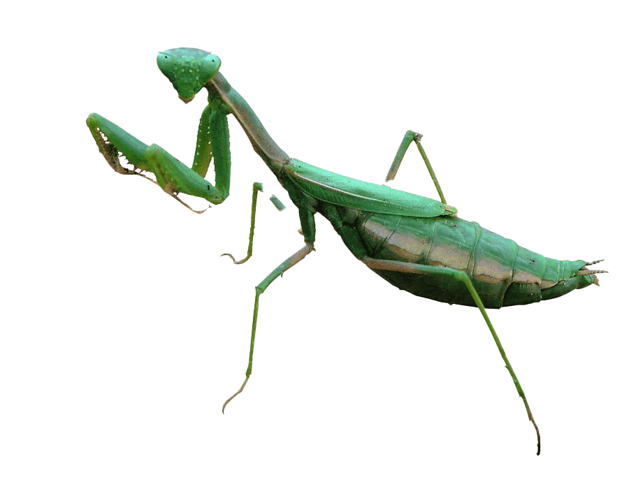 European Mantis Png Transparent Picture (white, lavender)