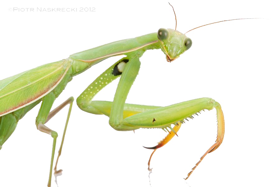 European Mantis Png Transparent (white)