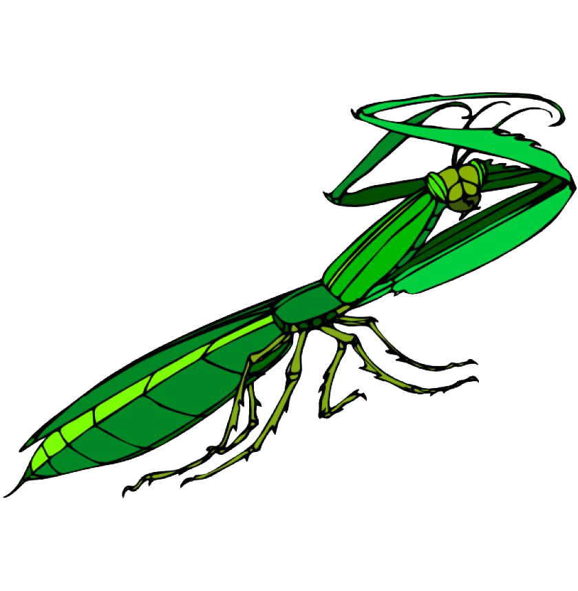 European Mantis Transparent Background (white, green, lime)