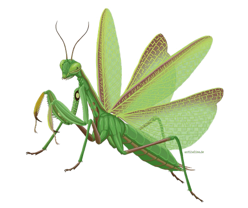 European Mantis Transparent Images Png (black)