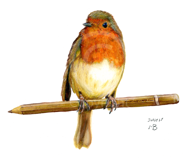 European Robin Png File (white, beige)